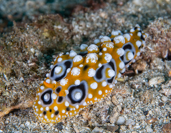 Phyllida Ocellata Nudibranch