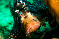 Lion Fish