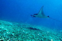 Manata Ray