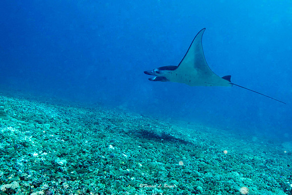 Manata Ray