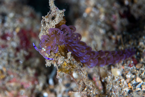 Phyllodesmium sp Nudibranch