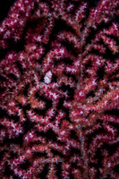 Pygmy Seahorse Bargibanti