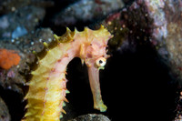 Thorny Seahorse