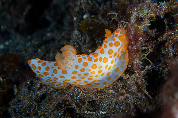 Gymnodoris rubropapulosa Nudibranch